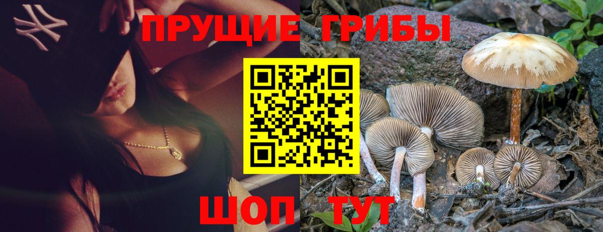 Псилоцибиновые грибы GOLDEN TEACHER  Вход с VPN  Дмитров 